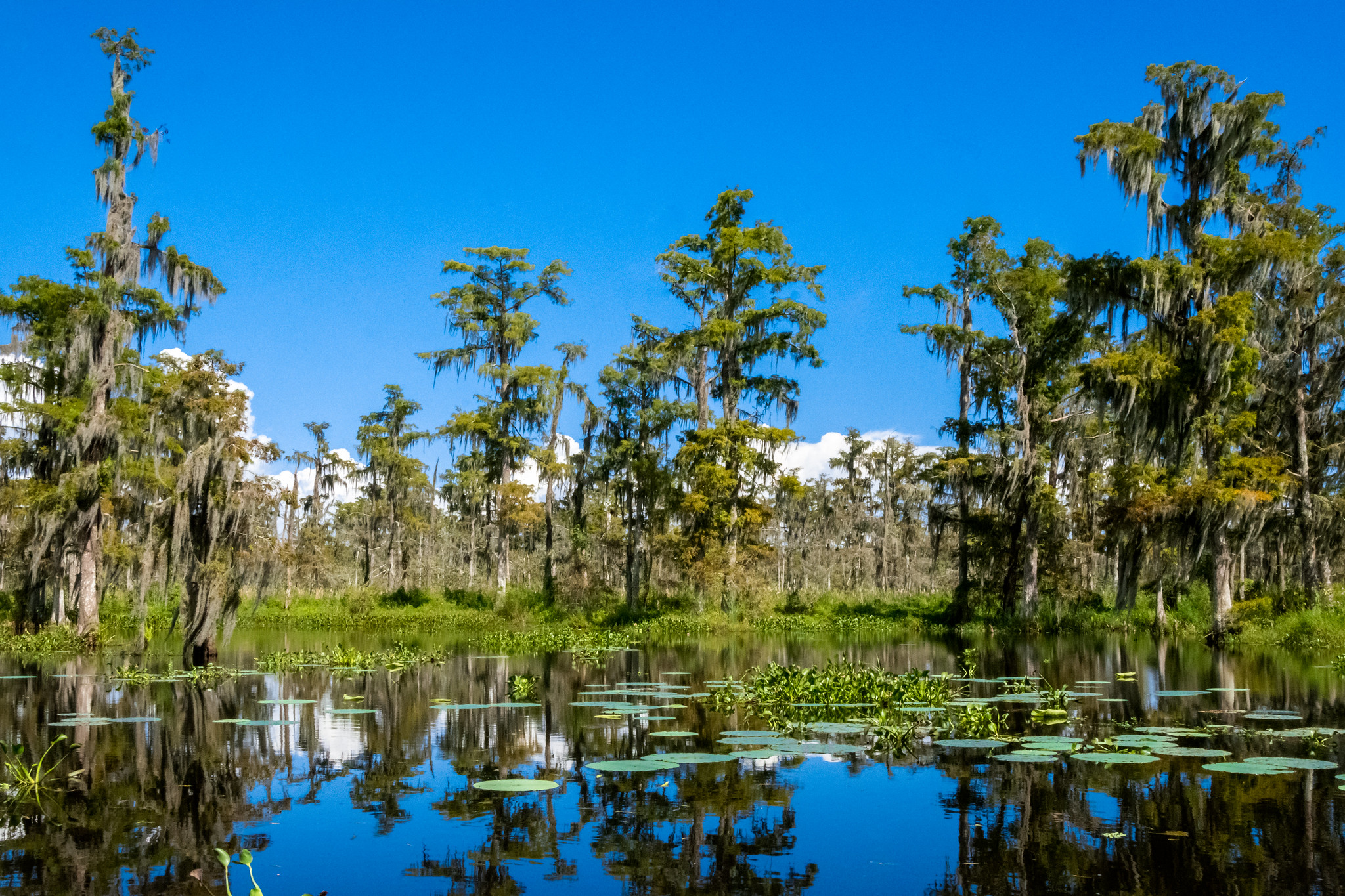 Explore the Incredible Things to Do in Houma Louisiana